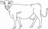 Cows Lineart Cattle Bull Sweetclipart Rangoli Coloring sketch template