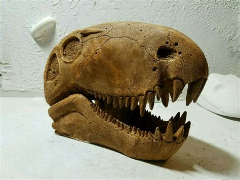dimetrodon skull replica  colosso fossils skull fossils replicas