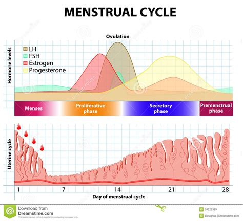 Menstrual Cycle Endometrium And Hormone Stock Vector