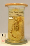 Afbeeldingsresultaten voor "thymops Birsteini". Grootte: 123 x 185. Bron: www.gbif.org