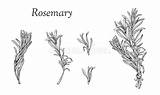 Rosemary sketch template