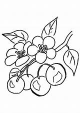 Cereja Cherries Cerezo Colorir Ciliegio Supercoloring Colorare Rama Cerejas Cerisier Zweig Eines Colouring Ramo Tudodesenhos Branche Indiaparenting Frutas Outras Duas sketch template