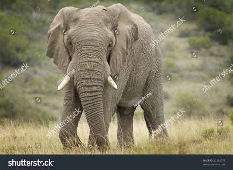 african elephant charge stock photo  shutterstock