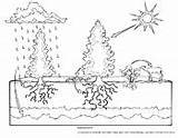 Coloring Pages Asu Askabiologist Color Biology Ecosystems Biologist Sheets Ask Book Plant Science Worksheets Ecosystem Worksheet Printable Visit Edu sketch template