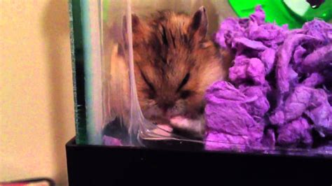 Russian Dwarf Hamster Sleeping Youtube