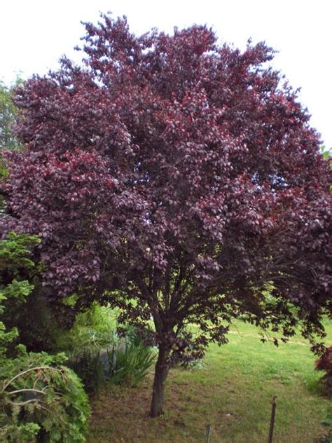 ornamental plum tree krauter vesuvius thgc