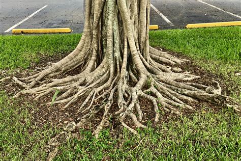 tree root   problem   responsible  tree roots