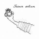 Tapeworm Solium Parasite Taenia sketch template
