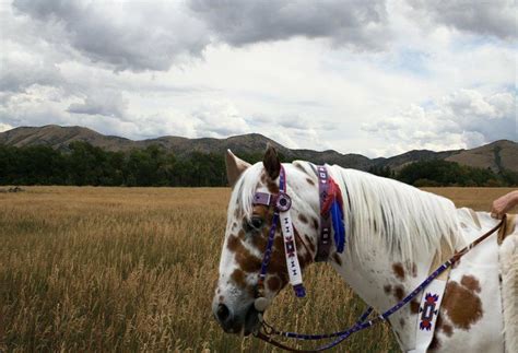 native american horse native american horses horses native american