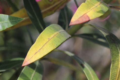 oleander bekommt braune und trockene blaetter  retten sie ihn