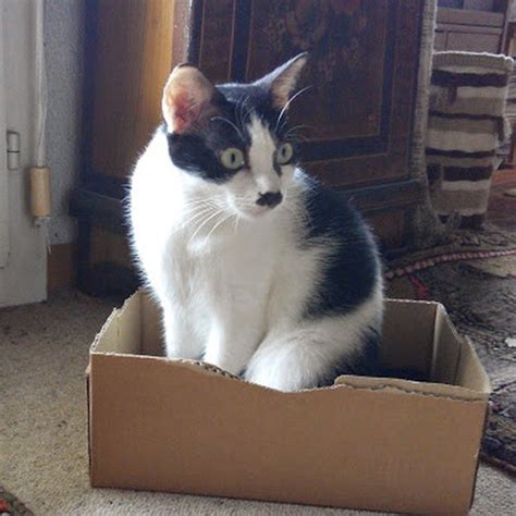 lost cat black and white cat called lily oxford area oxfordshire