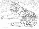 Tiger Siberian Coloring sketch template