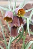 Afbeeldingsresultaten voor "fritillaria Messanensis". Grootte: 67 x 100. Bron: www.pinterest.com