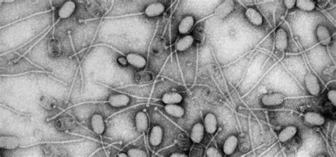 bacteria killing viruses      superbugs invisiverse