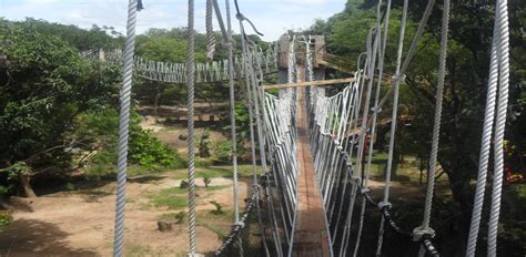 youth voice  youth activism blog       canopy walkway