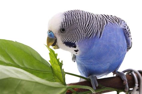 blue parakeets  complete guide     embora pets
