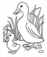 Coloring Pages Duck Cute Printable Ducks Popular sketch template