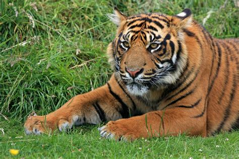 bengal tiger laying  green grass  daytime  stock photo