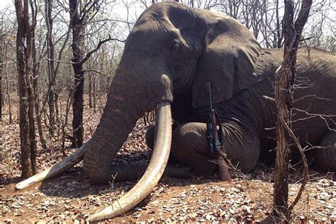 german hunter pays   kill biggest elephant  africa