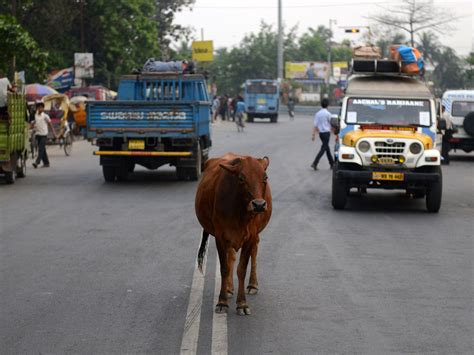 Stray Cows In India To Be Barcoded Because Soaring Numbers Of Out Of