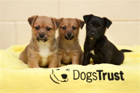 dogs trust reveals dublin branch received  requests  people   surrender