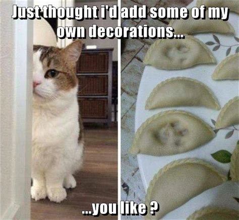 just a thought lolcats lol cat memes funny cats funny cat