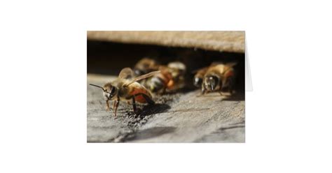 honey bee leaving  hive card zazzle