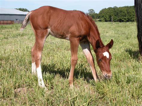 american quarter horse foal  stock photo freeimagescom