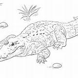 Coloring Crocodile Nile Pages Getcolorings Getdrawings sketch template