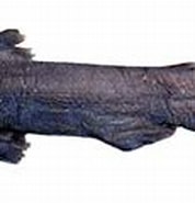 Afbeeldingsresultaten voor "apristurus Parvipinnis". Grootte: 178 x 88. Bron: www.fishbase.se