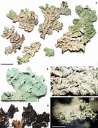 Afbeeldingsresultaten voor Pseudochirella pustulifera Familie. Grootte: 142 x 185. Bron: www.researchgate.net