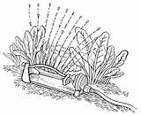 Vegetable Garden Watering Systems Dummies sketch template