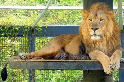 chance   asiatic lions  winnipegs zoo chrisdca