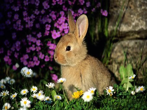 top  beautiful  cute rabbit wallpapers  hd