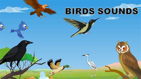 sound  animals  birds idalias salon