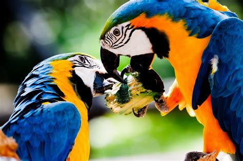 macaw birds biography
