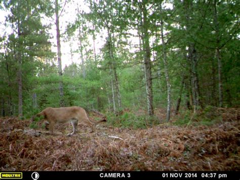 Michigan Dnr Confirms Cougar Sightings In U P