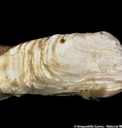 Afbeeldingsresultaten voor "hiatella Arctica". Grootte: 177 x 185. Bron: naturalhistory.museumwales.ac.uk