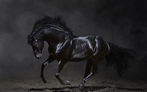 black horse backgrounds pixelstalknet