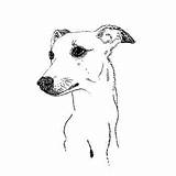 Greyhound Whippet Menna Notonthehighstreet sketch template