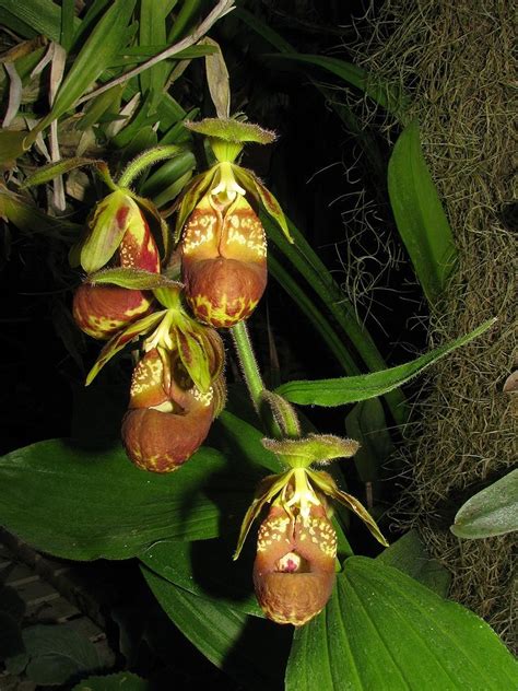 Lady S Slipper Orchid Cypripedium Subtropicum Exotic