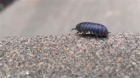 rolly polly close  youtube