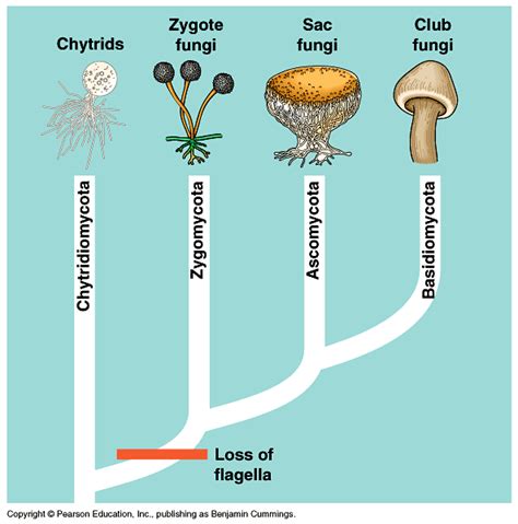 Lect03 What Is A Fungus Magical Mushrooms And Mystical