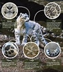 Image result for Snow Leopard Anatomy. Size: 92 x 105. Source: www.pinterest.com.mx
