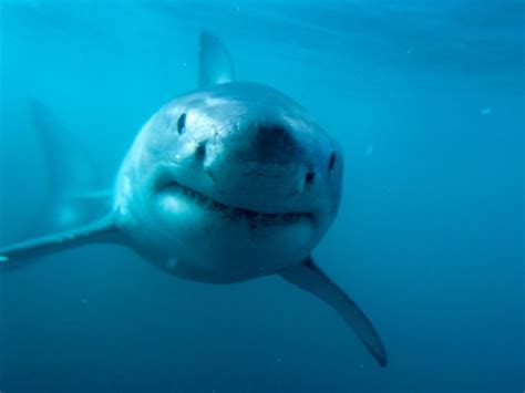 Top Ten Most Unforgettable Facts About Sharks Demon S