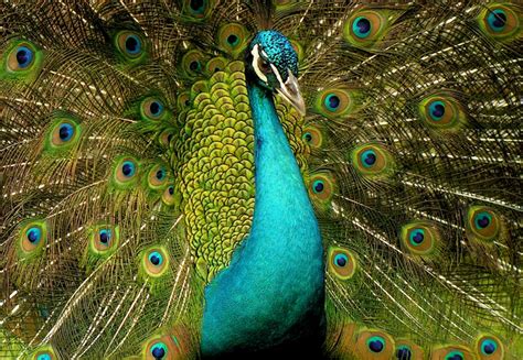 rules   jungle peafowl