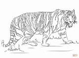 Tiger Coloring Printable Pages Template Walking Tigers Ausmalbild Animal Print Colouring Drawing sketch template