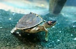Afbeeldingsresultaten voor Indische dakschildpad. Grootte: 157 x 102. Bron: www.zoochat.com