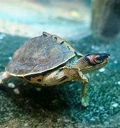 Afbeeldingsresultaten voor Indische dakschildpad. Grootte: 174 x 185. Bron: www.zoochat.com