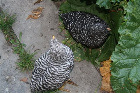 Sight Sexing Barred Plymouth Rock Chicks At Hatch Backyard Chickens